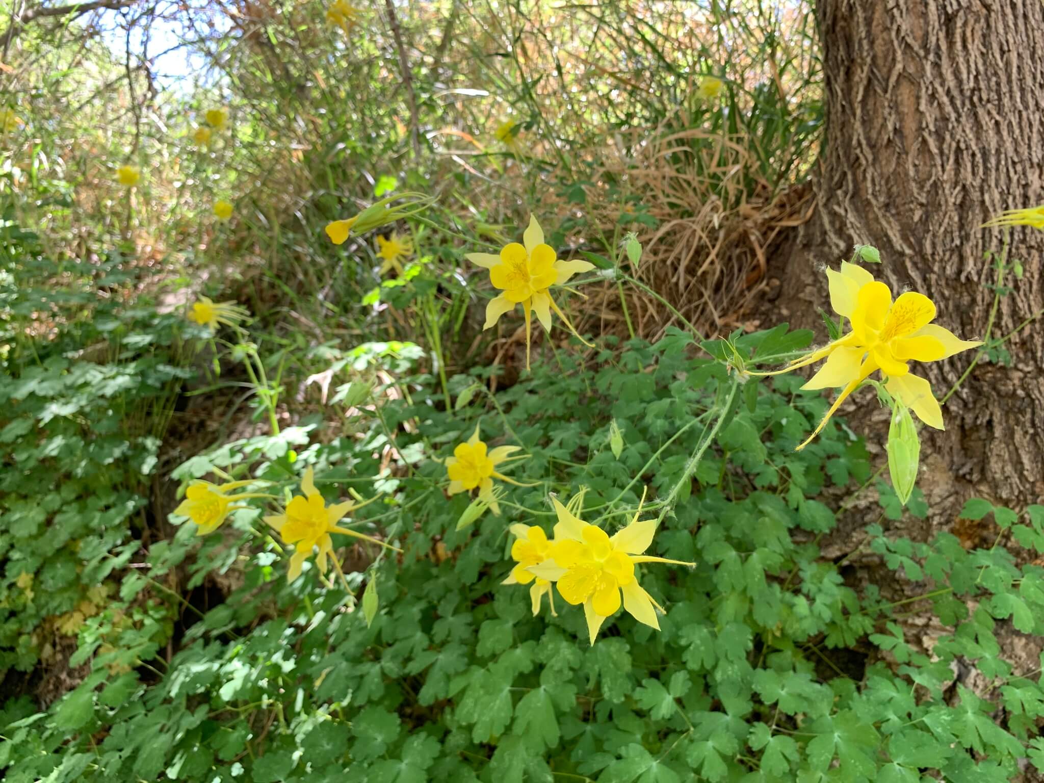 Aquilegia chrysantha